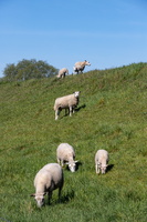 Banks of the Amer, near Drimmelen