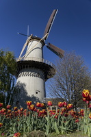 De Drie Koornbloemen & tulips