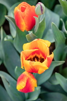 Tulips at Keukenhof