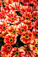 Tulips at Keukenhof