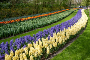 Tulips at Keukenhof