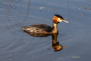 Great crested grebe