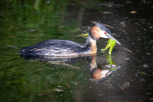 Great crested grebe
