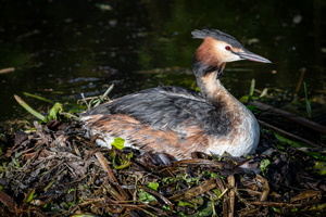 Great crested grebe