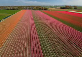 Fields of tulips