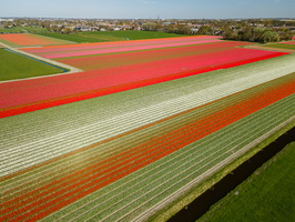 Fields of tulips