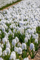 Fields of hyacinths