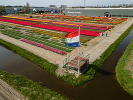 Fields of tulips