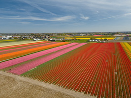 Fields of tulips