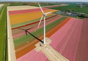 Flevoland, tulips & wind farms